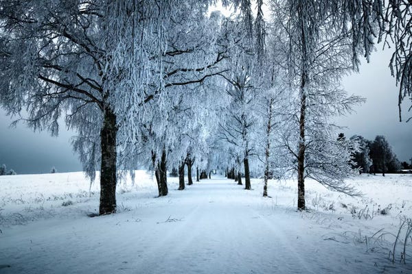 Winter Wonderland: Frozen Avenue by Andreas Stridsberg