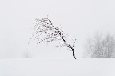 Windswept by Andreas Stridsberg canvas print