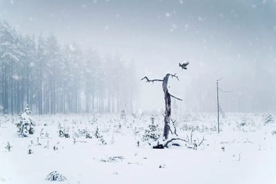 The Crow by Andreas Stridsberg acrylic art print