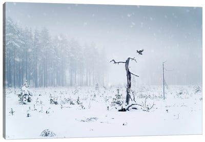 The Crow Canvas Art Print - Andreas Stridsberg