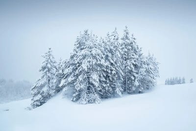 Snowy Grove by Andreas Stridsberg acrylic art print