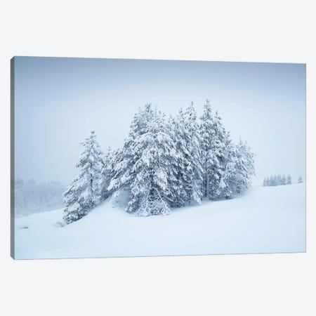 Snowy Grove Canvas Print #STR237} by Andreas Stridsberg Canvas Art