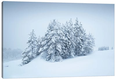 Snowy Grove Canvas Art Print - Andreas Stridsberg