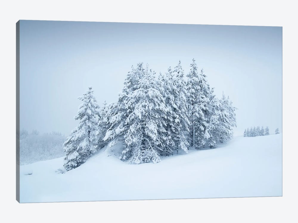 Snowy Grove by Andreas Stridsberg 1-piece Canvas Artwork