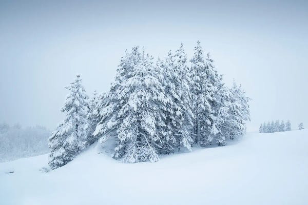 Snowy Grove