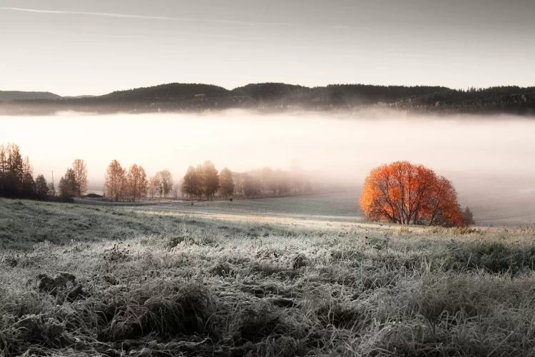 Frozen Meadow