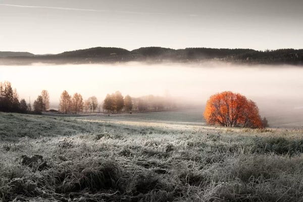 Mist & Fog: Frozen Meadow by Andreas Stridsberg