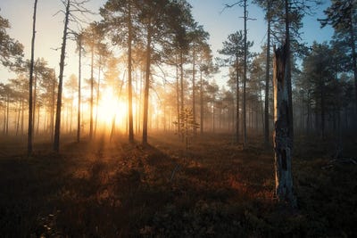 Morning Glow by Andreas Stridsberg framed canvas print