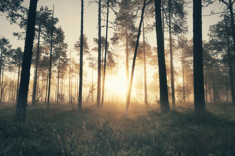 The Secret Forest by Andreas Stridsberg wall art