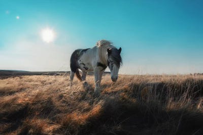 Grazeful by Andreas Stridsberg multi panel art