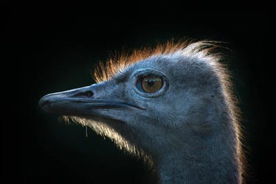 Ostrich by Andreas Stridsberg art print