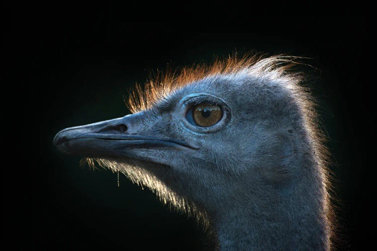 Ostrich by Andreas Stridsberg wall art