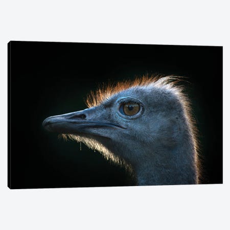Ostrich Canvas Print #STR251} by Andreas Stridsberg Canvas Print