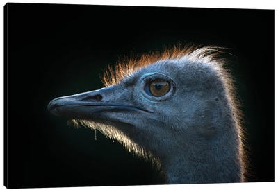 Ostrich Canvas Art Print - Andreas Stridsberg