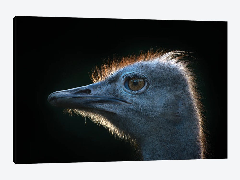 Ostrich by Andreas Stridsberg 1-piece Canvas Art