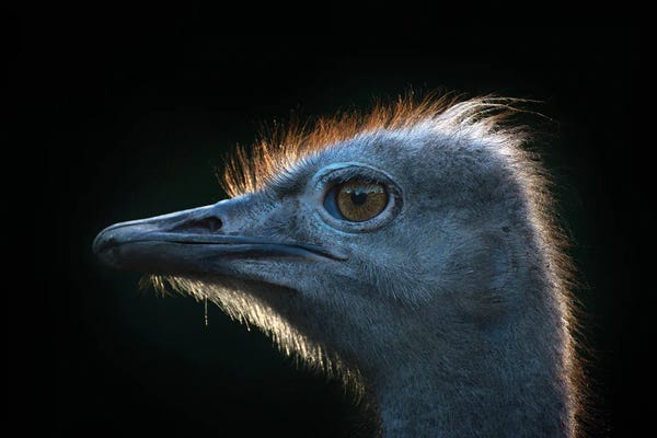 Ostriches: Ostrich by Andreas Stridsberg
