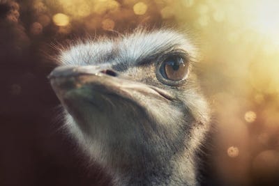 Ostrich II by Andreas Stridsberg framed canvas print