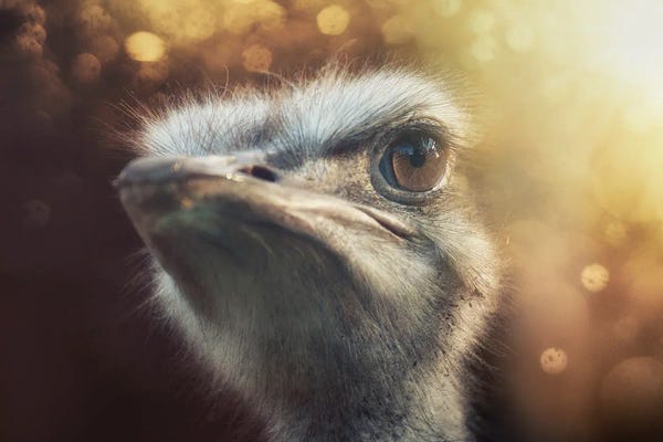 Ostriches