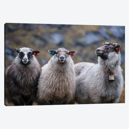 Norway Aint Sheep Canvas Print #STR256} by Andreas Stridsberg Canvas Artwork