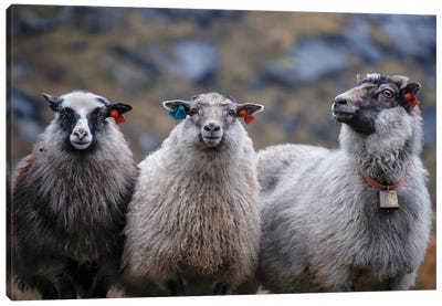 Norway Aint Sheep Canvas Art Print