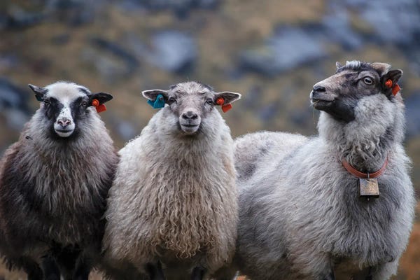 Sheep: Norway Aint Sheep by Andreas Stridsberg