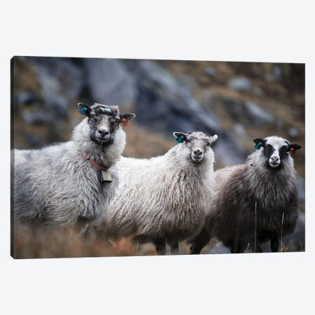 Wool Entourage Canvas Print #STR257} by Andreas Stridsberg Canvas Wall Art