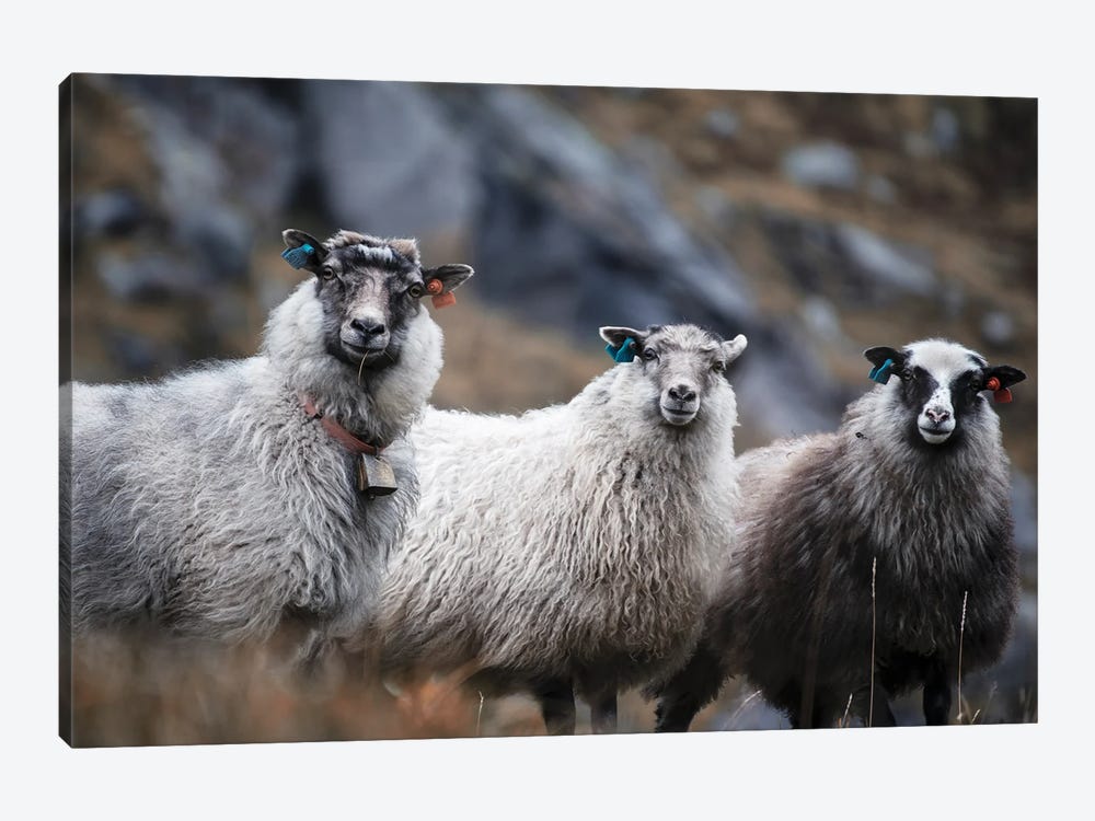 Wool Entourage by Andreas Stridsberg 1-piece Canvas Wall Art