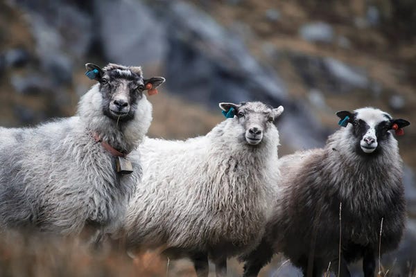 Sheep: Wool Entourage by Andreas Stridsberg