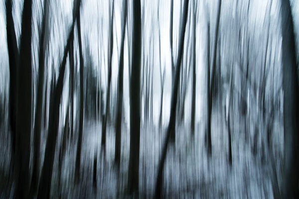 Surreal Forest