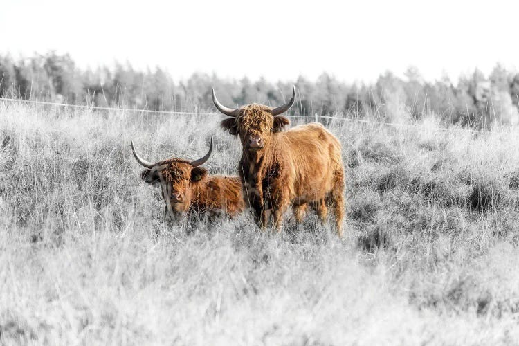 Highland Cattle