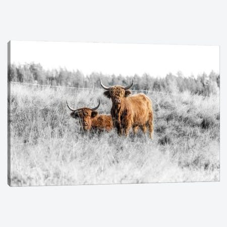 Highland Cattle Canvas Print #STR264} by Andreas Stridsberg Art Print