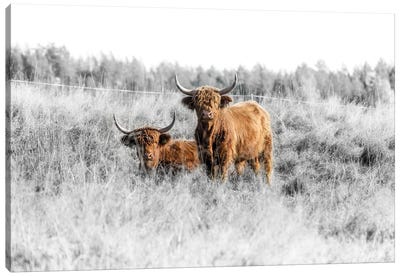 Highland Cattle Canvas Art Print - Andreas Stridsberg