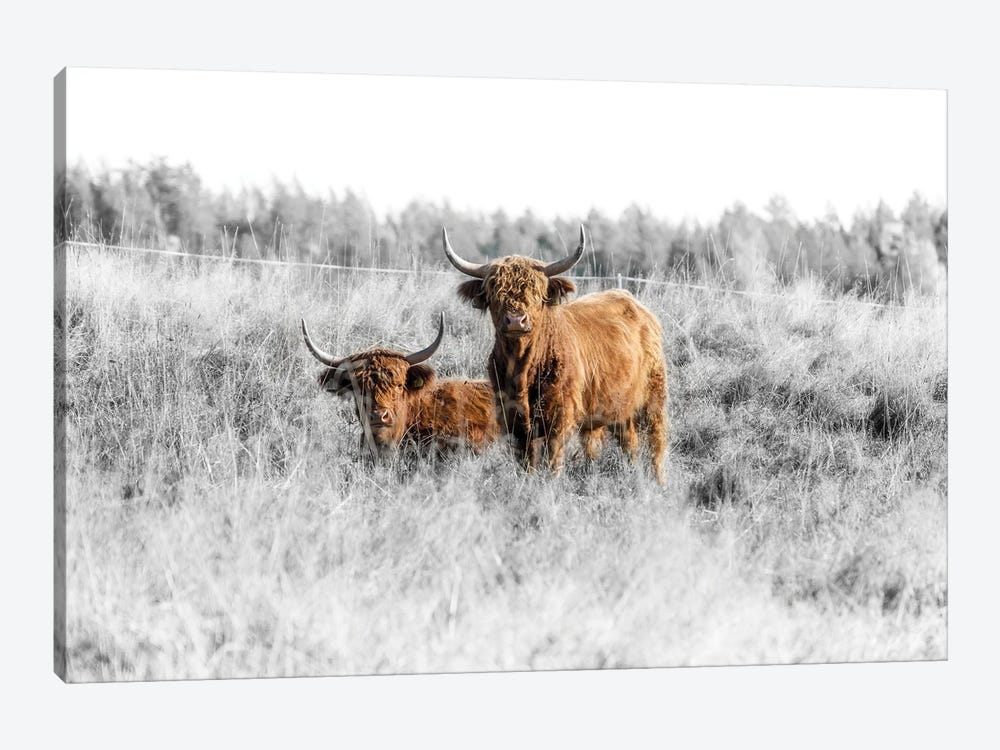 Highland Cattle by Andreas Stridsberg 1-piece Canvas Artwork