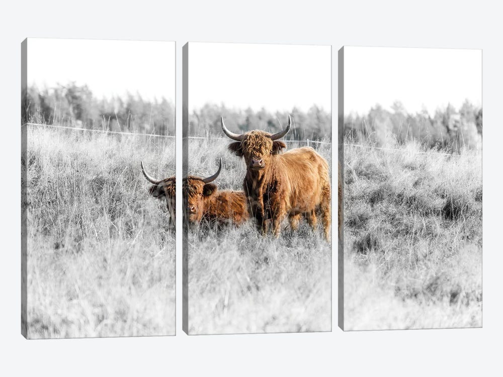Highland Cattle by Andreas Stridsberg 3-piece Canvas Wall Art