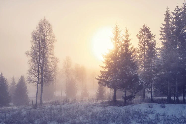 Winter Dawn