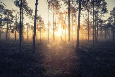 Golden Bokeh by Andreas Stridsberg canvas print