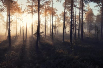 Tranqulity by Andreas Stridsberg canvas print