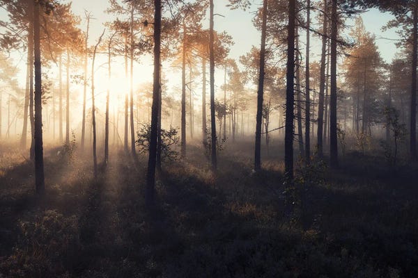 Tranqulity
