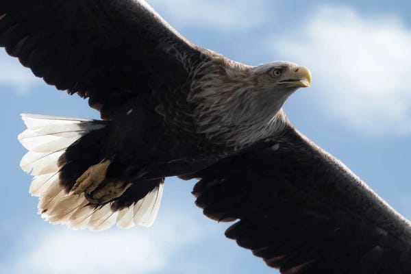 Eagles: Soaring High by Andreas Stridsberg
