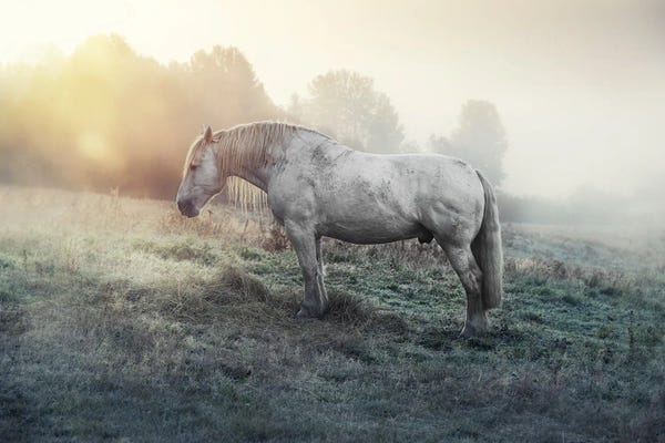 Grazing In The Mist
