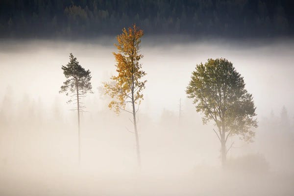 Andreas Stridsberg: Three Trees by Andreas Stridsberg