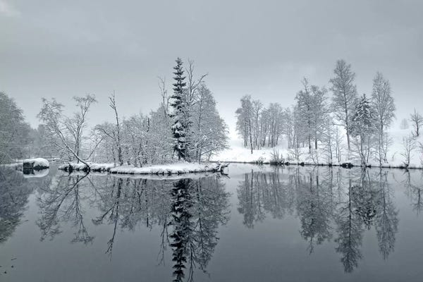 Evergreen Trees: Melancholy by Andreas Stridsberg