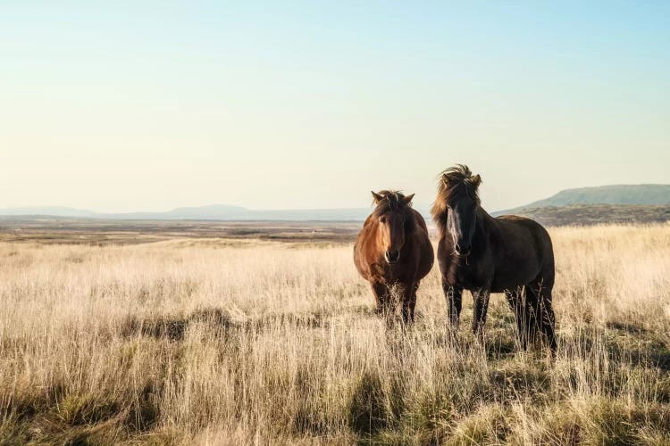 Morning Graze