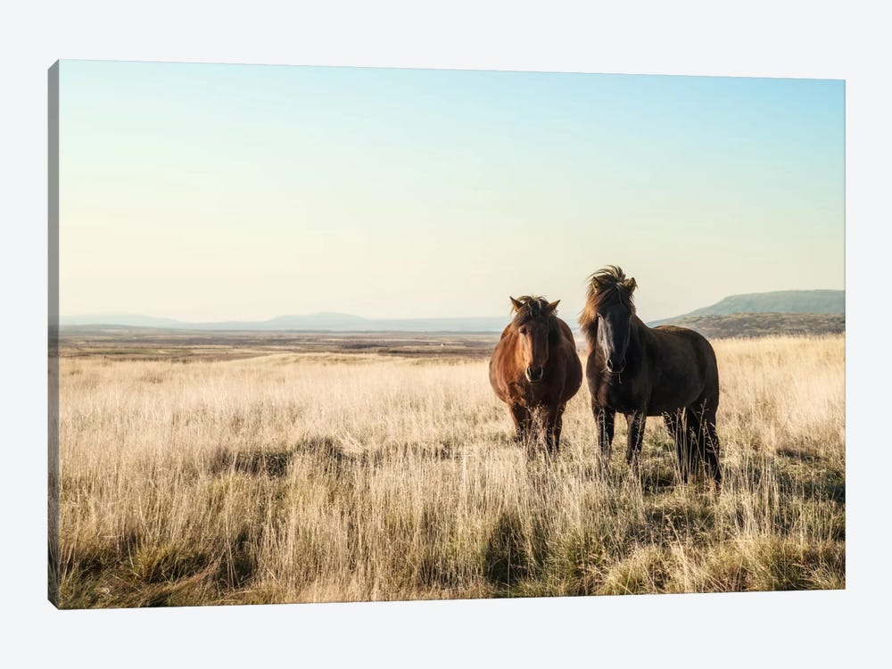 Morning Graze by Andreas Stridsberg 1-piece Canvas Print