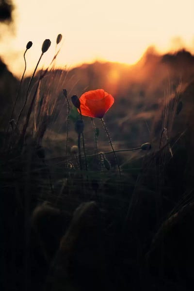 Poppy by Andreas Stridsberg multi panel art