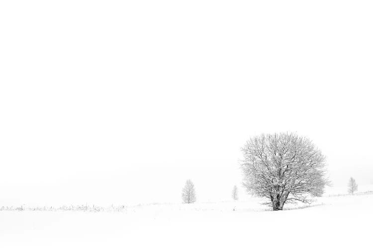 Shrouded In Snow