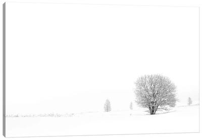 Shrouded In Snow Canvas Art Print - Andreas Stridsberg