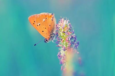 Small Wonders by Andreas Stridsberg canvas print