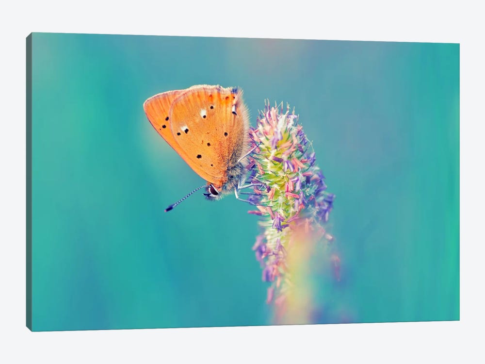 Small Wonders by Andreas Stridsberg 1-piece Canvas Print