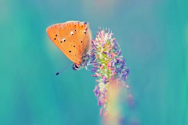 Small Wonders